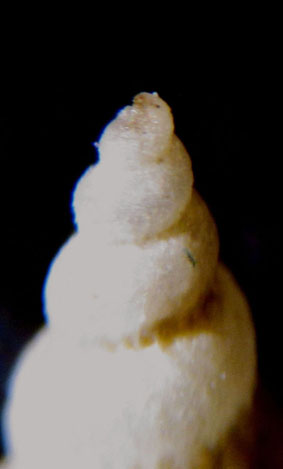 Conferma Epitonium clathratulum